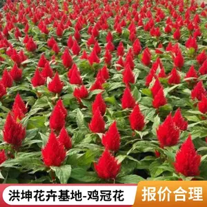 鸡冠花 种植基地 红叶一支笔花坛花境 点缀小区庭院公园种植批发 价 格