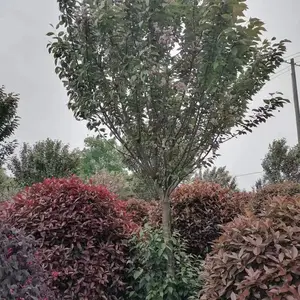 8�����ձ���ӣ�� ������� ӣ�����Թ�Ӧ �Բ�����ӣ����