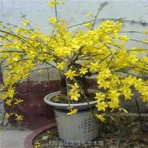 ����ӭ���� 20����֦ӭ������ �紺�ۻ�ֲ�� �����̻���Ӧ