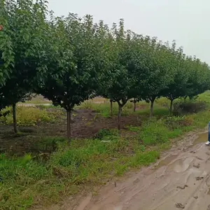 供应精品日本晚樱 高分枝樱花 西安樱花基地直销