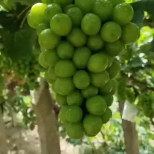 ��������õ���������Ѷ�����õ���������Ѷ�����õ��������������������Ʒ��