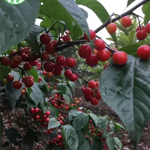 ������觺�ӣ����۸��,��觺�ӣ�������Ǯһ��