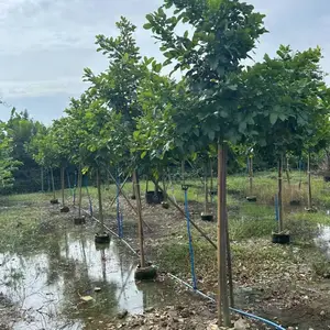 水黄皮4-15分全冠苗红树林大量现货工程绿化苗