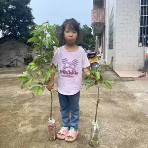 �㶫��������������֦�޽�������º�������������Ե��Ա���