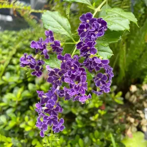 �ɿ�����¶�����̻���ֲ ��԰С��ͥԺ�쾰�̻���ֲ�����ȫ