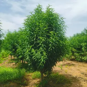 ������ֲ ��Ҷ�� ����������������Ʒ����ȫ ͥԺֲ�﹤���̻���ľ