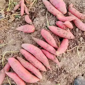 �ع���-�ּ��ַ�