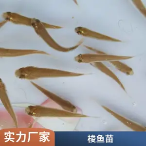 鲻鱼苗图片 成活*** 生长速度快 病害少 产地直发