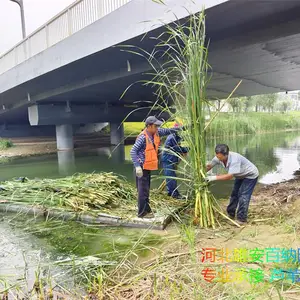专业收割芦苇 收割水草 收割各种水生植物 找不到专业工人的看过来