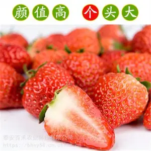 草莓苗新品种四季草莓苗 基地直销