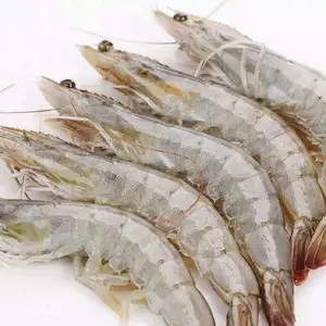 活虾生冻大青虾 青岛对虾产地批发