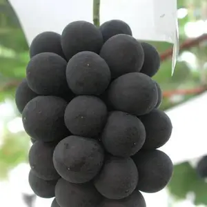 长野紫嫁接葡萄苗南方北方种植盆栽地栽爬藤阳台葡萄小苗