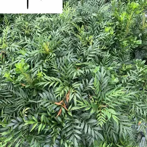 大量出售常绿灌木十大功劳 园林工程绿化灌木 狭叶十大功劳 成都郫县产地直供
