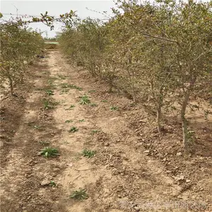 5����ʯ������Ʒ�ֽ��� ����***����ʯ���� ����