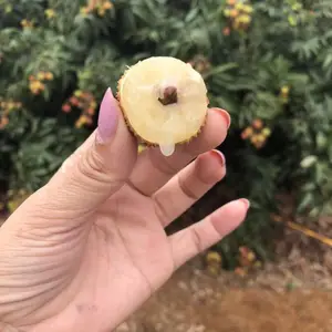 ����Ц��֦�޽���_����������֦�����