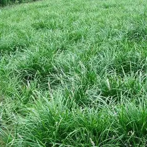 麦冬草批发基地-陕西麦冬草批发-王春雷麦冬草
