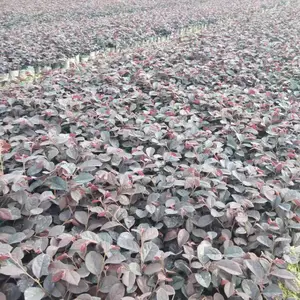 红继木供应基地 出售红继木小杯 翻杯苗 红继木工程苗
