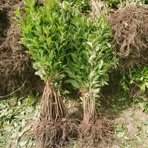 江苏沭阳县花汇博 红王子锦带60公分高70至80公分锦带花绿篱苗 根系发达