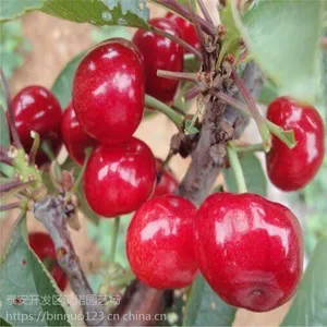 出售大樱桃苗 现货直销优质易成活大樱桃苗 高产量樱桃苗