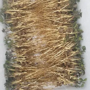 高产嫁接裸根油茶苗新播种油茶实生苗