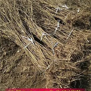 安徽1米连翘苗采购基地