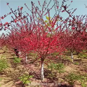 碧桃 红叶碧桃 园林庭院街道绿化点缀 可观叶可观花 四季有景