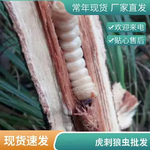 倒钩刺虫批发 云实倒钩刺 倒钩刺种植基地现砍现发