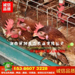 小鸡苗活体海兰褐蛋鸡苗另有罗曼蛋鸡苗青脚土鸡苗
