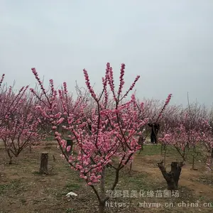 �����������Թ�Ӧ����÷���� ��÷���� ��÷���������÷�� ������׳ ��Ӧ��ǿ