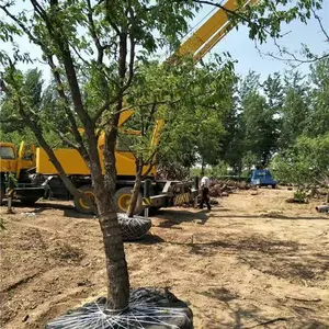 出售占地10公分-18公分枣树,廊坊占地枣树苗价格