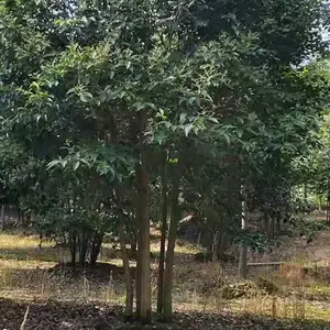 绿化苗木丛生女贞 高杆丛生园林观赏绿化树