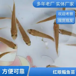 红眼鱼苗成活*** 生长速度快 病害少 梭鱼苗放流 *** 放生