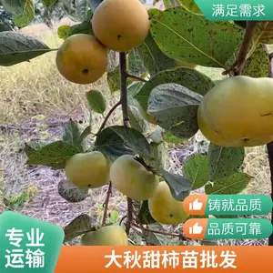 �ձ�̫�����ӹ����� ����ֱ�ӳ�Ʒ�ֲ���������Դ��ֲ������