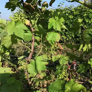 金华甜蜜蓝宝石葡萄苗-善田苗木专业培育基地