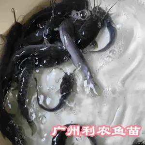 ��������������ֳ�� ����������������ܶ���ֳ