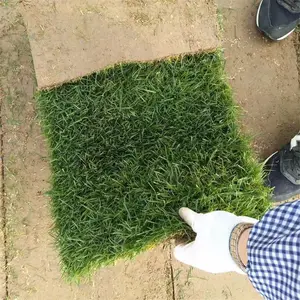 四季青草坪草皮 好打理 高尔夫球场地被草 别墅区地被栽植苗