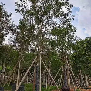 ��Ʒȫ���ƴ�����ȫ������ȫ�ڶ��ȫ������������ȫ�ھ�Ʒȫ����ֲ���������������
