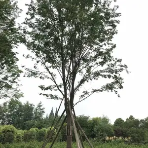 长期供应各规格朴树 成都朴树价格 成都绿化苗木批发 四川朴树基地 名川园艺场长期供应朴树
