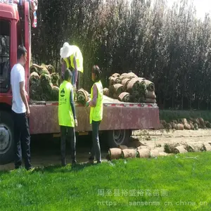 汉中草皮草坪草籽-荒地复绿生长快 混播草坪种子价格