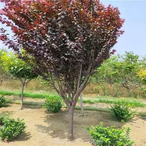 ���� 5-15������Ҷ��/��Ҷ���Ǯ���� �㳡�̵ص�׺ �����ɾ�