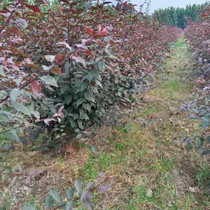 济宁榆叶梅基地,丛生榆叶梅苗圃地头直供价格实惠