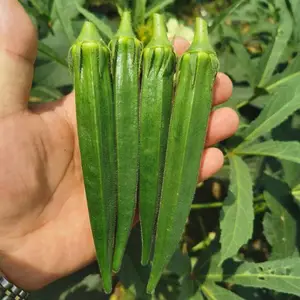 进口超霸水果秋葵种子。果实浓绿,色泽亮丽