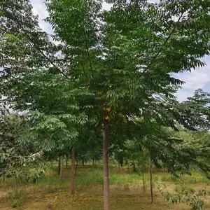山东邹平二乔苦楝树苗基地供应10公分苦楝树苗厂家苗木供应商3-8公分苦楝树苗产地报价