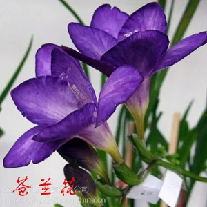 苍兰花香味整理剂 面料加香剂 功能整理剂香味微胶囊