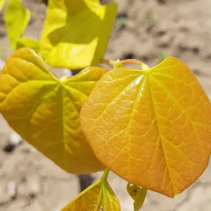 金叶紫荆叶三季金黄色紫荆新品种巨紫荆可以嫁接