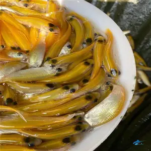 ��ɫС������ ��˿����1-6���� ��ֳָ��