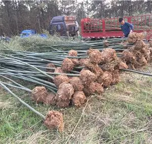 孟津1公分刚竹苗木基地