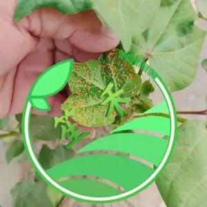 棉花蚜虫助剂,解决棉花黑蚜、黄蚜等各类抗性蚜虫,果树、西瓜蔬菜蚜虫***