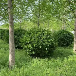 陕西直供银杏 彩叶行道绿化苗 现货批发,银杏基地