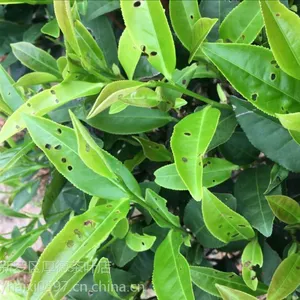 漳平水仙茶 漳平水仙茶 水仙乌龙茶 茶叶 水仙茶饼 漳平水仙茶厂 漳平水仙批发